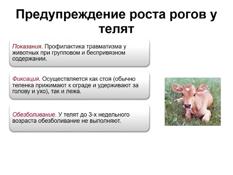 Предупреждение роста рогов у телят Предупреждение роста рогов у телят